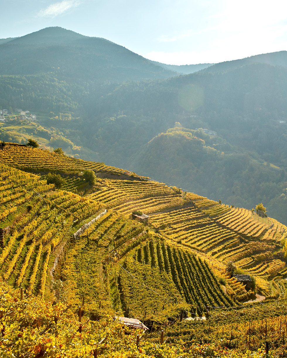Cembra Cantina di montagna Vini Classici testo 980x1220 Chardonnay 1